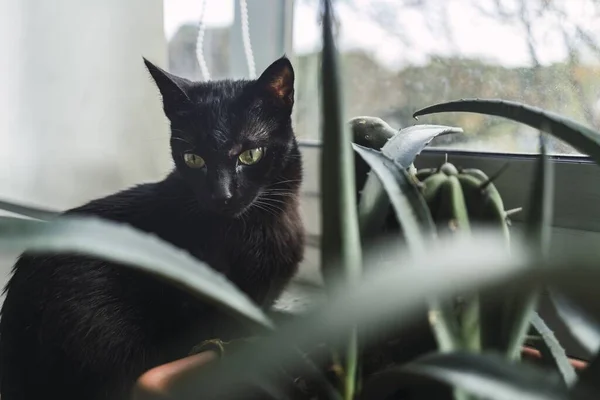 一只黑猫坐在窗边的一棵室内植物旁边 — 图库照片