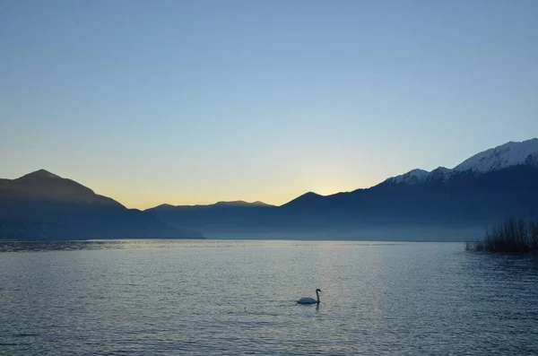 Cisne Nadando Lago Maggiore Alpino Com Montanhas Anoitecer Ticino Suíça — Fotografia de Stock