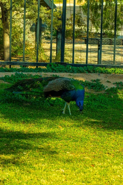 Ein Pfau Auf Dem Gras Umgeben Von Zäunen Einem Park — Stockfoto