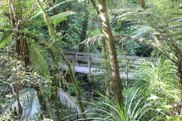 Una Vecchia Foresta Con Sacco Verde Nuova Zelanda — Foto Stock