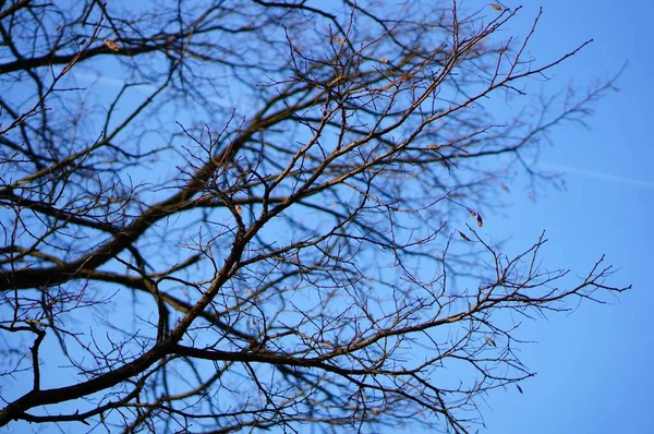 Eine Flache Aufnahme Der Äste Eines Baumes Unter Blauem Himmel — Stockfoto