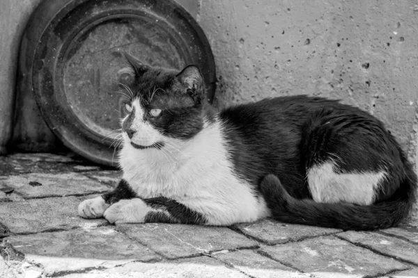 Yerde Dinlenen Bir Kedinin Gri Tonlu Görüntüsü — Stok fotoğraf