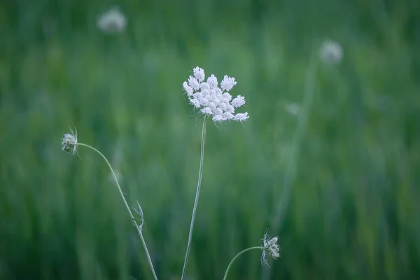 Arka Planda Bulanık Yeşilliklerle Çevrili Yabani Havuç Çiçeklerinin Yakın Çekimi — Stok fotoğraf
