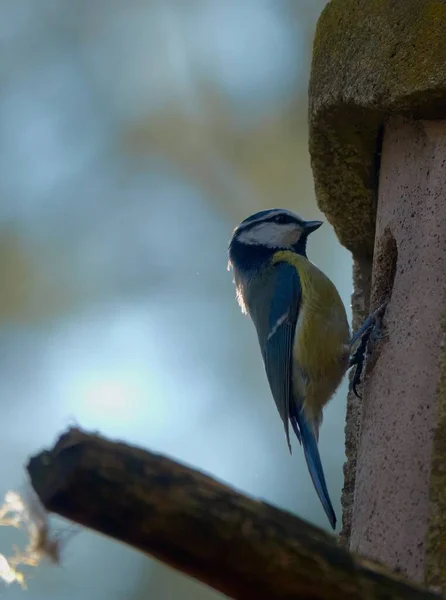 Primer Plano Pájaro Robbin Azul Amarillo Una Casa Pájaros — Foto de Stock