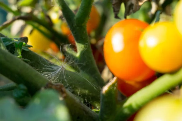 ぼやけた背景に赤と緑のトマトのクローズアップショット — ストック写真