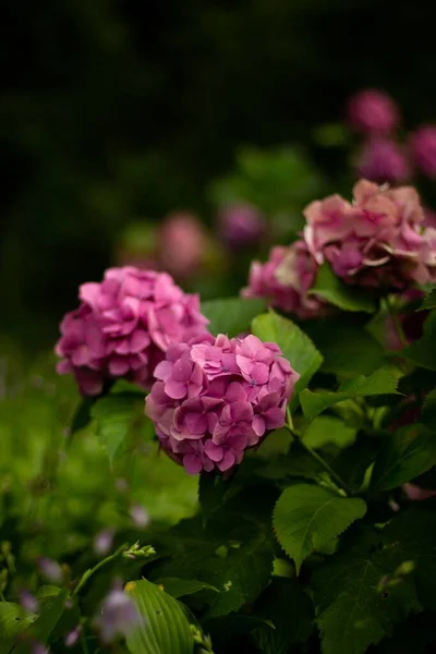 Primer Plano Las Hermosas Flores Púrpuras Jardín —  Fotos de Stock