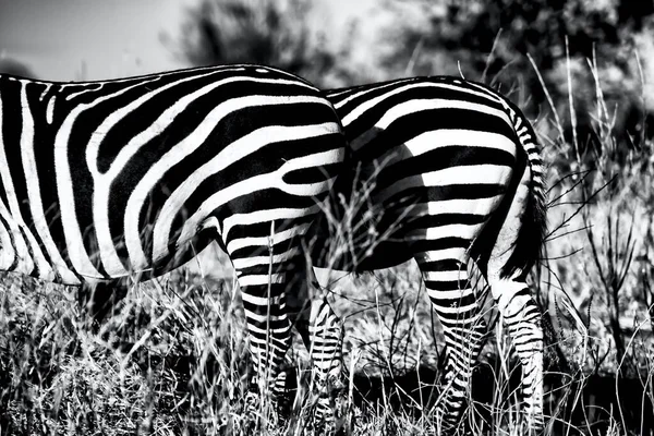 Fechamento Escala Cinza Duas Zebras Campo Sob Luz Solar Com — Fotografia de Stock