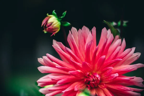 Bahçedeki Pembe Çiçeğin Güzel Bir Görüntüsü Arka Plan Için Mükemmel — Stok fotoğraf