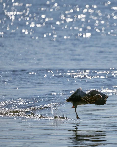 Vertical Picture Mallard Swimming Lake Sunlight Blurry Background — Stock Photo, Image