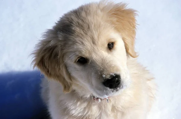 背景がぼやけて雪の中に座ってかわいいゴールデンレトリバー子犬のクローズアップショット — ストック写真