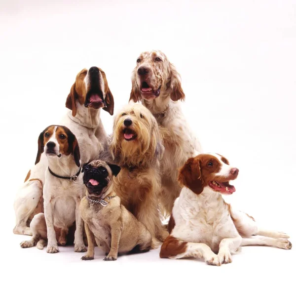 Красивый Снимок Различных Пород Собак Сидящих Белой Поверхности Белом Фоне — стоковое фото