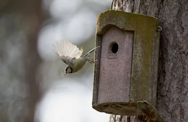 Kastanjeryggad Kyckling Som Flyger Fågellåda Trädet Solljuset — Stockfoto