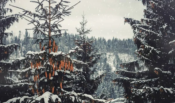 Кілька Дерев Поруч Вкриті Снігом — стокове фото