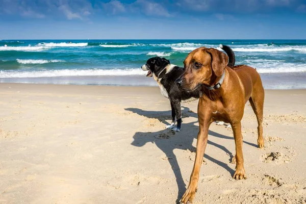 Δύο Γέρικα Σκυλιά Στέκονται Στην Άμμο Της Παραλίας Όμορφα Κύματα — Φωτογραφία Αρχείου