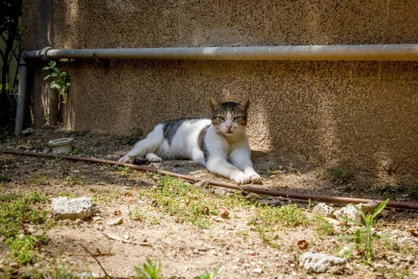 Μια Όμορφη Φωτογραφία Μιας Γάτας Που Αναπαύεται Χώμα Κατά Διάρκεια — Φωτογραφία Αρχείου