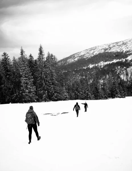 Vertikal Bild Tre Vänner Vandrar Snöig Skogbevuxen Berg — Stockfoto