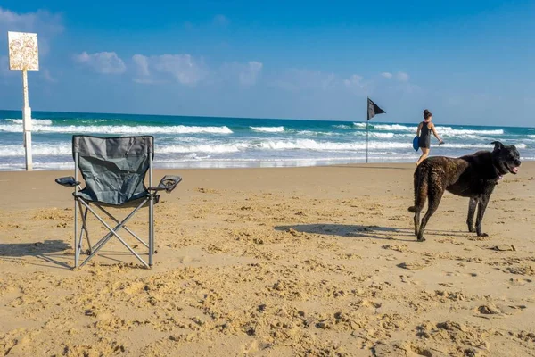 Hermoso Tiro Silla Plegable Portátil Playa Con Perro Viejo Pie —  Fotos de Stock