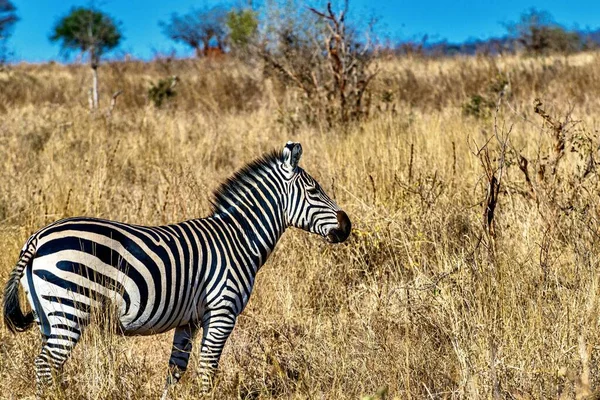 Ein Zebra Auf Einem Feld Gras Unter Dem Sonnenlicht Und — Stockfoto