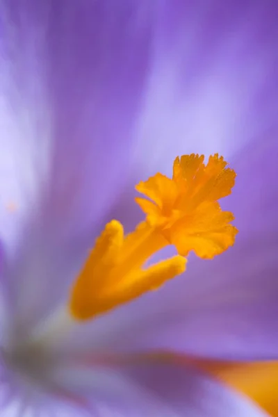 Closeup Shot Beautiful Purple Saffron Flower — 스톡 사진