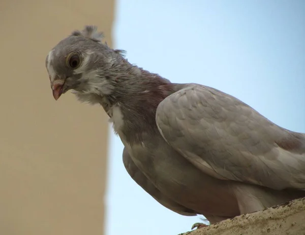 Tiro Perto Pombo Majorkin Empoleirado Telhado — Fotografia de Stock