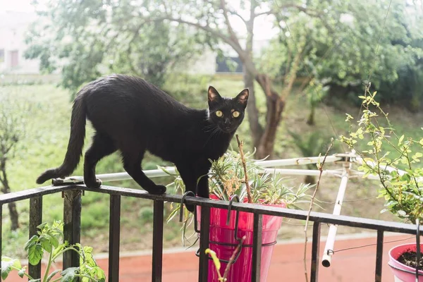Egy Fekete Macska Sétál Egy Fémkorláton Erkélyen — Stock Fotó