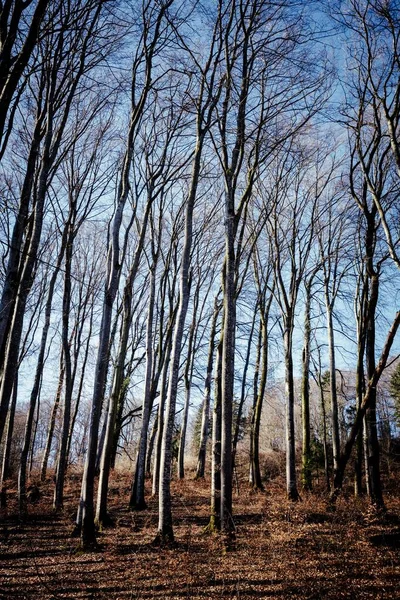 Vertikal Bild Skog Med Massa Lövlösa Träd — Stockfoto