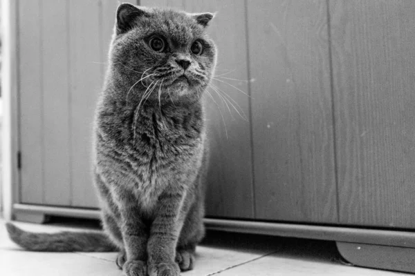 床のタイルの上に座って好奇心英国の短毛猫のグレースケールショット — ストック写真