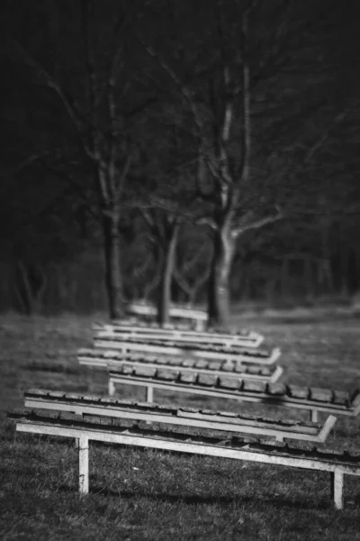 Vertical Shot Several Benches Front Trees Park Night — Stock Photo, Image