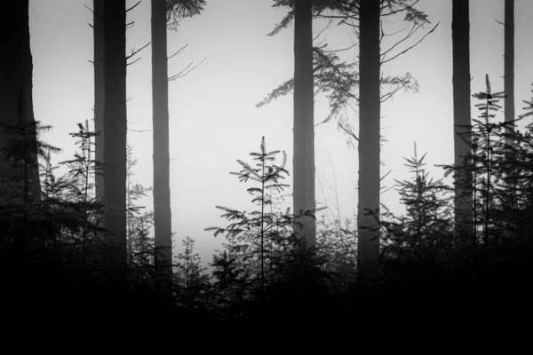 Uma Imagem Escala Cinza Cenário Florestal Deprimente Com Árvores Altas — Fotografia de Stock