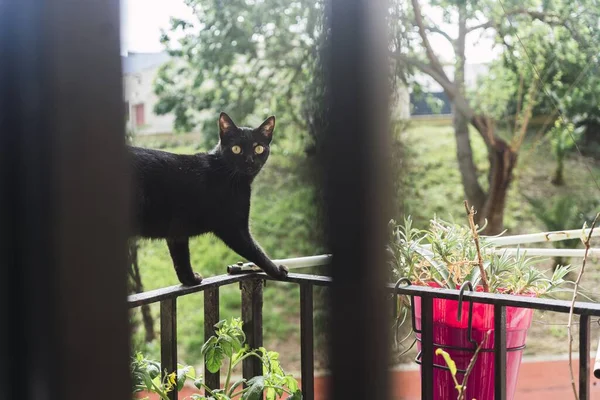 Чорний Кіт Ходить Металевих Перилах Балконі — стокове фото