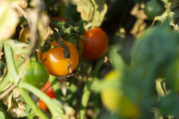 Tiro Close Tomates Vermelhos Verdes Fundo Desfocado — Fotografia de Stock