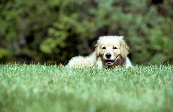 Een Oppervlakkige Focus Shot Van Een Schattige Golden Retriever Puppy — Stockfoto