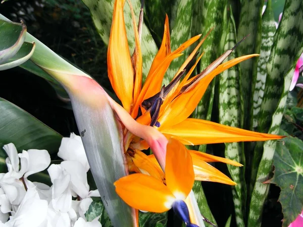 Primer Plano Una Hermosa Flor Heliconia Naranja — Foto de Stock