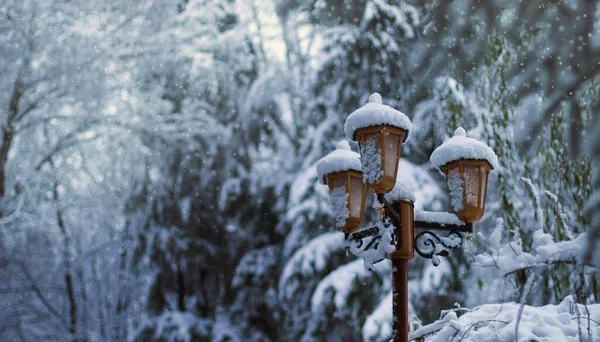 Lamp Several Trees Covered Snow Winter — Stock Photo, Image