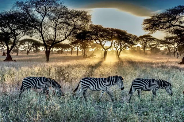 Field Covered Grass Trees Surrounded Zebras Sunlight Sunset — Stock Photo, Image