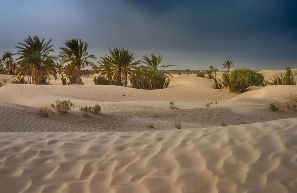 Een Zandwoestijn Met Weinig Palmbomen Overdag — Stockfoto