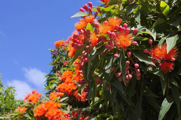 Closeup Shot Beautiful Pohutukawa Flowers New Zealand — Stock Photo, Image