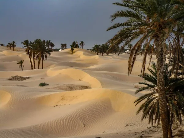 Desierto Arenoso Con Pocas Palmeras Durante Día — Foto de Stock