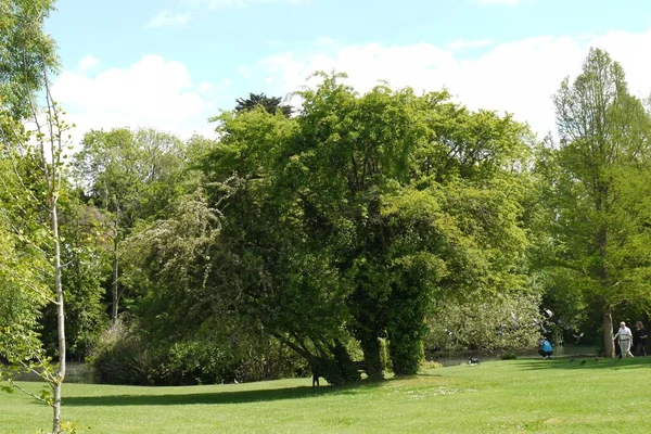 Eine Schöne Aufnahme Von Grünen Bäumen Park Mit Wolkenlosem Blauen — Stockfoto