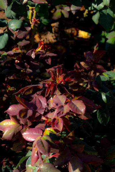 Een Verticale Close Van Kleurrijke Bladeren Onder Het Zonlicht Met — Stockfoto