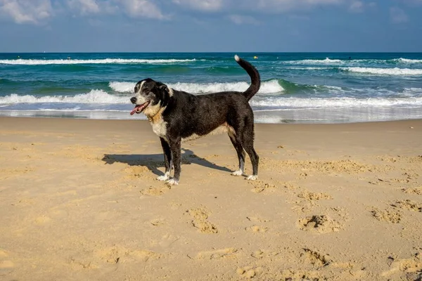 Ένα Γέρικο Σκυλί Στέκεται Στην Άμμο Της Παραλίας Έναν Όμορφο — Φωτογραφία Αρχείου