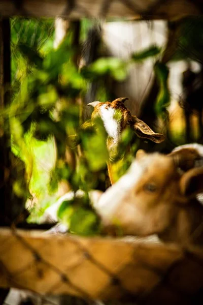 Arka Planı Bulanık Sevimli Bir Keçinin Kafasının Dikey Yakın Çekimi — Stok fotoğraf