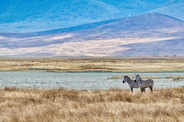 Duas Zebras Campo Coberto Grama Sob Luz Sol Durante Pôr — Fotografia de Stock