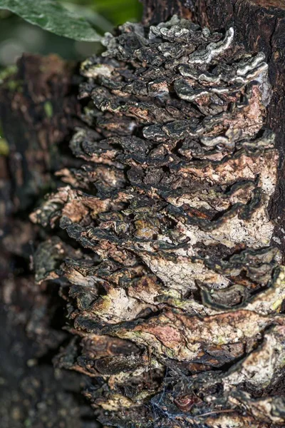 Primo Piano Verticale Funghi Una Corteccia Albero Sotto Luce Del — Foto Stock