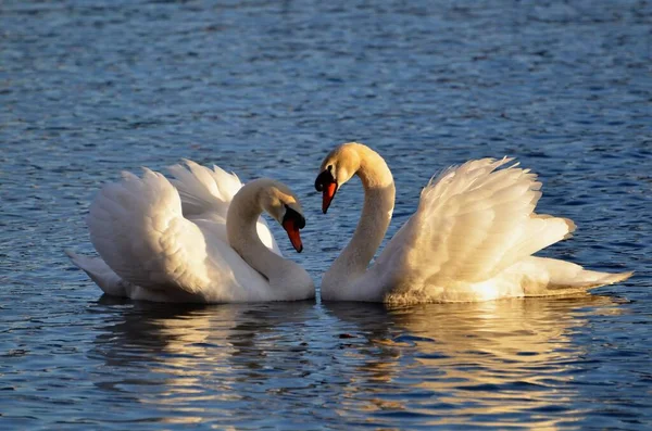 Primer Plano Cisnes Agua Haciendo Una Forma Corazón Con Sus — Foto de Stock