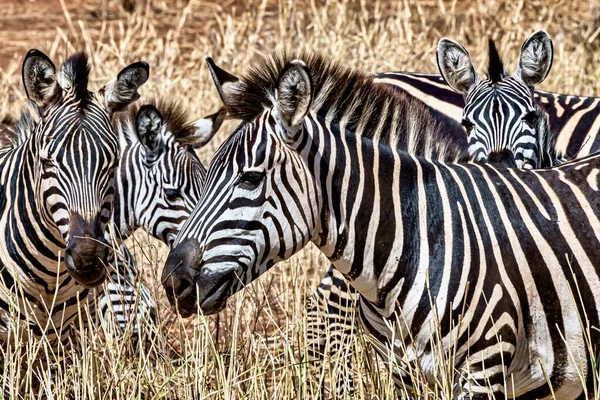 Eine Wiese Gras Die Tagsüber Von Zebras Umgeben Ist — Stockfoto