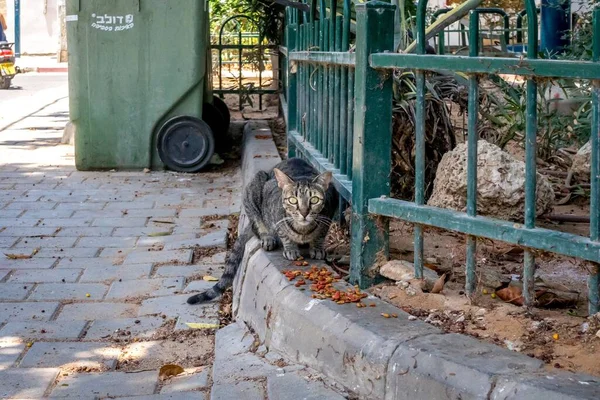 Gato Curioso Descansando Junto Valla Metálica — Foto de Stock
