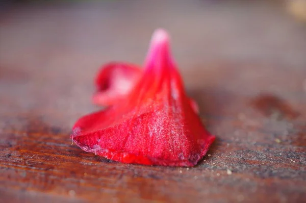 Primer Plano Pétalo Flor Roja Sobre Una Mesa Madera Polvorienta — Foto de Stock