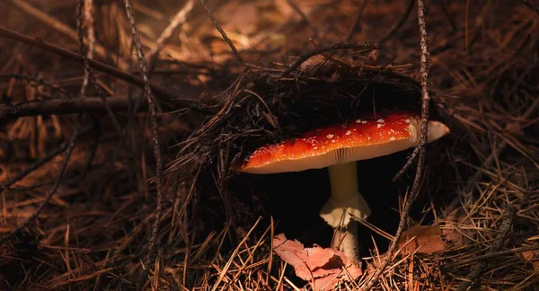 Closeup Shot Red Mushroom Growing Dry Grass — Stock Photo, Image