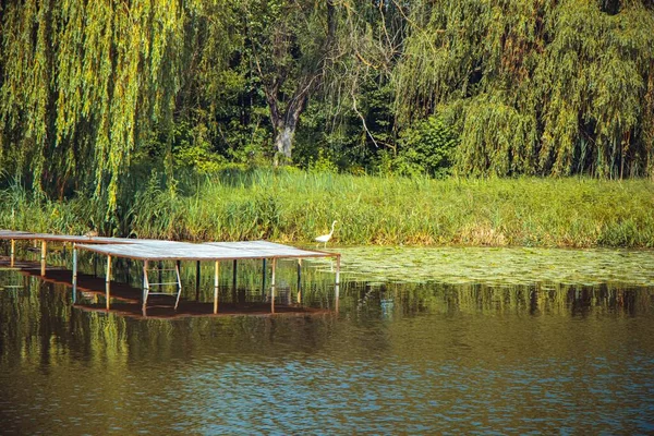 Beautiful Shot Boardwalk Lake Surrounded Lush Nature Sunny Day — Stock Photo, Image